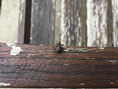 Otiorhynchus armadillo