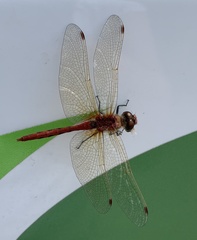 Sympetrum costiferum
