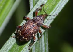 Hylobius transversovittatus