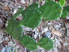 Opuntia austrina