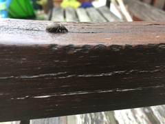 Otiorhynchus armadillo