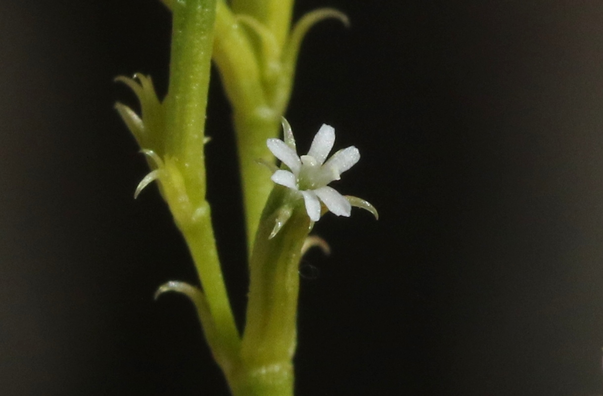 Chorizanthe brevicornu
