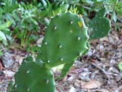 Opuntia austrina