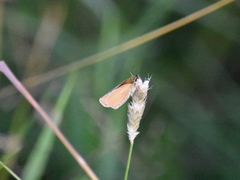 Lepidoptera
