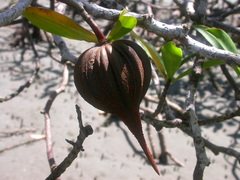 Pelliciera rhizophorae