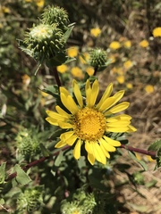 Grindelia stricta angustifolia