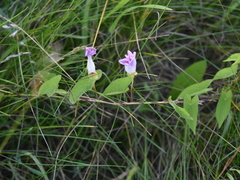 Calystegia sepium