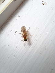 Ptecticus trivittatus