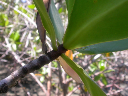 Image of Pelliciera rhizophorae by (c) Eduardo Chacón Madrigal, some rights reserved (CC BY)