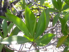 Pelliciera rhizophorae