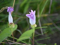 Calystegia sepium