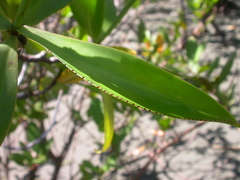 Pelliciera rhizophorae