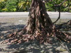 Pelliciera rhizophorae