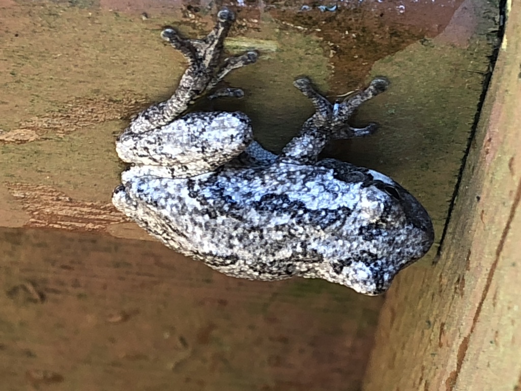 Gray Treefrog Species Complex from Renoir Dr, Dardenne Prairie, MO, US ...