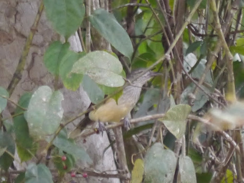 Swamp Palm Bulbul (Thescelocichla leucopleura), photo 9