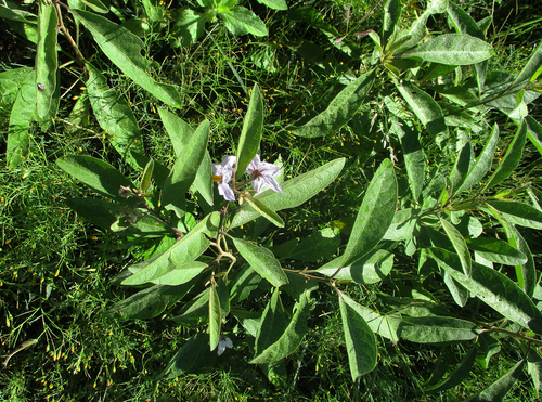 Solanum campylacanthum image