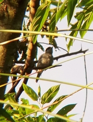 Pachyramphus major