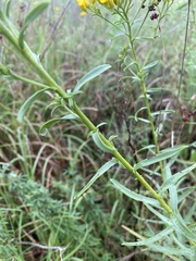 Solidago nitida