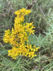 Solidago nitida