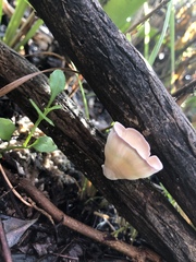 Podoscypha petalodes