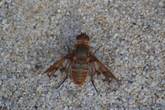 Ligyra ferrea