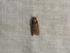 Oecophorinae