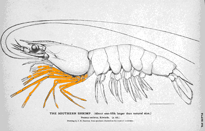 Litopenaeus setiferus, también conocido como camarón blanco del norte,  camarón de lago o camarón del sur, fueron las primeras especies de camarón  i comercialmente cosechado Fotografía de stock - Alamy