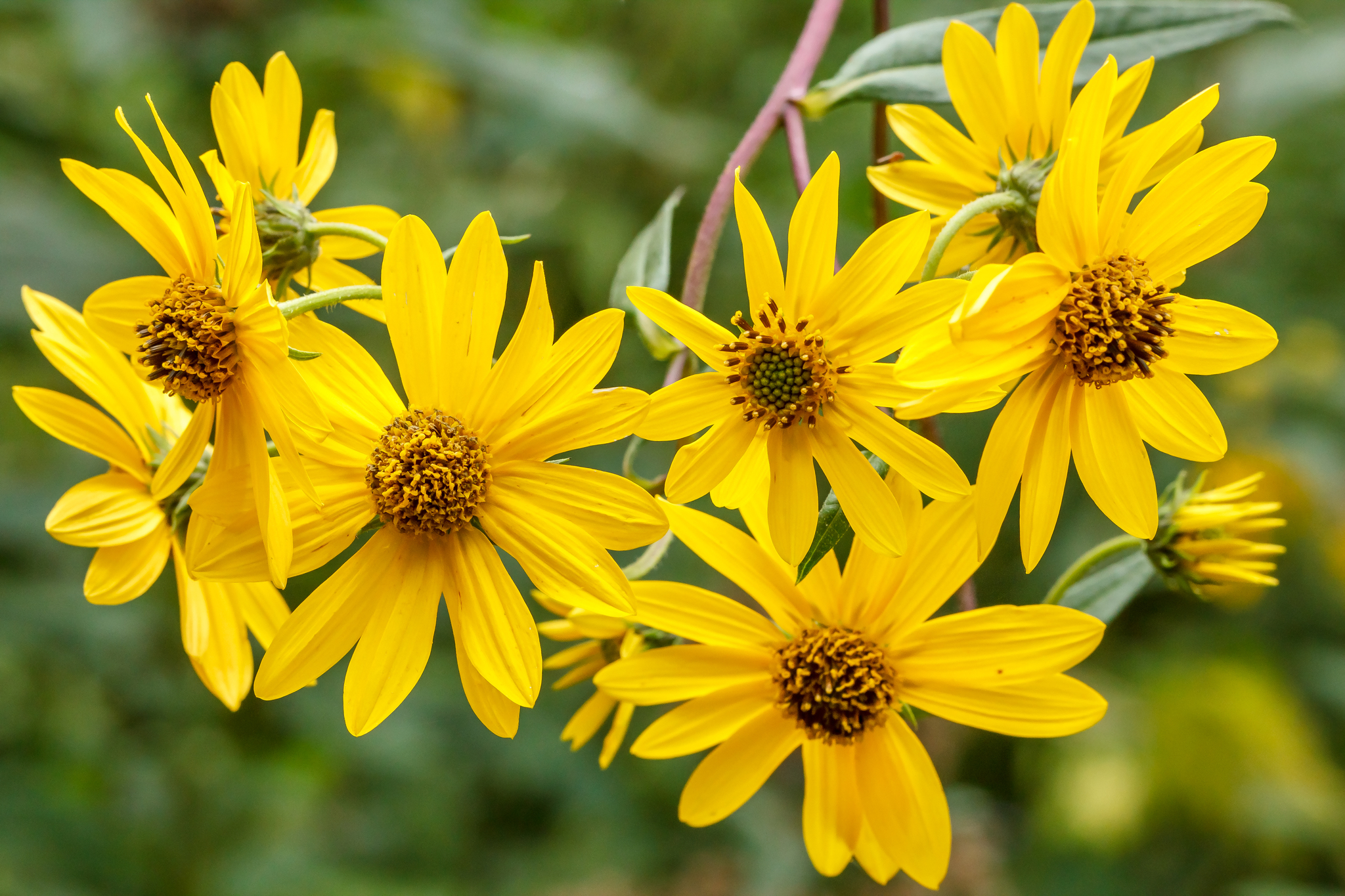 Helianthus verticillatus