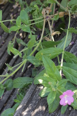 Puccinia pulverulenta