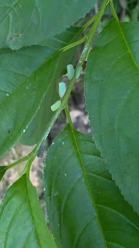 Ormenoides venusta photo 5