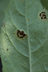 Puccinia pulverulenta