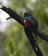 Mountain Trogon photo 2