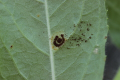 Puccinia pulverulenta