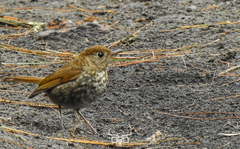 Russet Nightingale-Thrush photo 3
