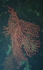 Paragorgia stephencairnsi