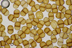 Puccinia pulverulenta