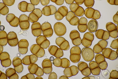 Puccinia pulverulenta