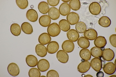 Puccinia pulverulenta