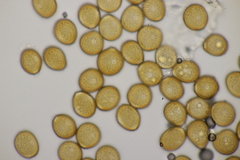 Puccinia pulverulenta