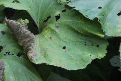 Coleosporium tussilaginis