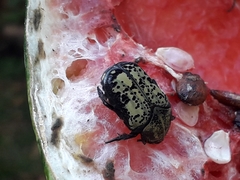 Neocorvicoana reticulata