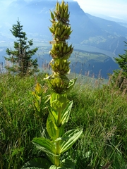 Gentiana lutea lutea