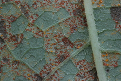 Coleosporium tussilaginis