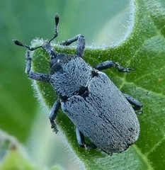 Trichobaris compacta