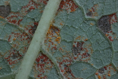 Coleosporium tussilaginis