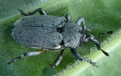 Trichobaris compacta