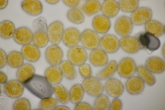 Coleosporium tussilaginis