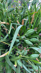 Iris foetidissima