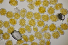 Coleosporium tussilaginis