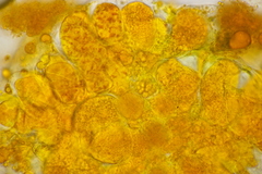 Coleosporium tussilaginis